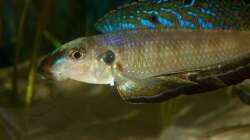 Besatz im Aquarium Sonnenbank