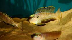 Besatz im Aquarium Sonnenbank