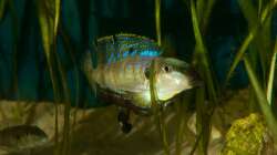 Besatz im Aquarium Sonnenbank