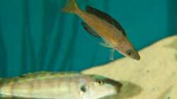 Besatz im Aquarium Sonnenbank