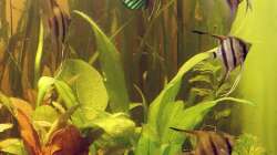 Skalar (Pterophyllum scalare). Alle sechs auf einen Streich, während des Wassereinlassens