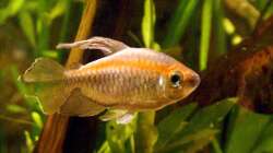 Der letzte seiner Art: Blauer Kongosalmler.