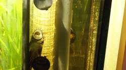 Ablaufschacht. Der Ancistrus findet das klasse und schafft es auch immer wieder alleine