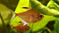 Fahnen-Kirschflecksalmler (Hyphessobrycon erythrostigma)