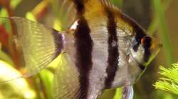 Skalar (Pterophyllum scalare)