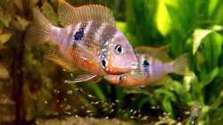 Elliotis mit Nachwuchs