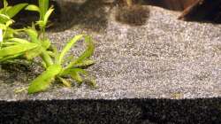 Bodengrund: ca. 5 Teile Flusssand (Körnung 0,2-0,8mm) + c. 3 Teile JBL Sansibar