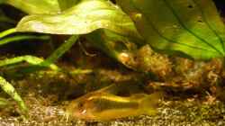 Goldstreifen-Panzerwels (Corydoras aeneus `GOLD STRIPE`)