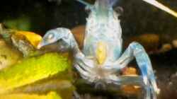Procambarus dupratzi Männchen beim fressen (leider gestorben)