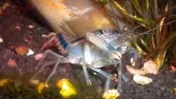 Procambarus dupratzi Männchen (leider gestorben)