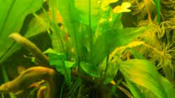 Pflanzen im Aquarium Becken aufgelöst