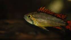 Besatz im Aquarium Kakadus