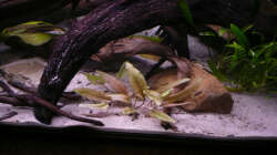 Pflanzen im Aquarium Kakadus