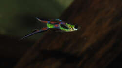 Besatz im Aquarium Kakadus