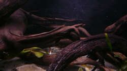 Dekoration im Aquarium Kakadus