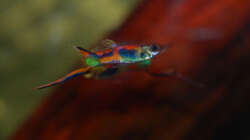 Besatz im Aquarium Kakadus