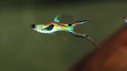 Besatz im Aquarium Kakadus