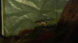 Besatz im Aquarium Kakadus