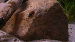 Dekoration im Aquarium Kakadus