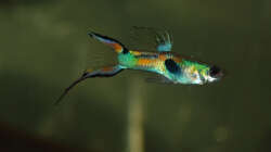 Besatz im Aquarium Kakadus