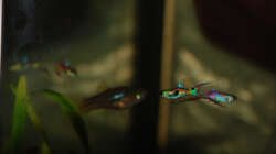 Besatz im Aquarium Kakadus