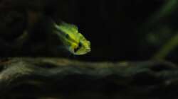 Besatz im Aquarium Kakadus