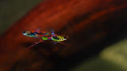 Besatz im Aquarium Kakadus