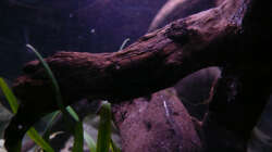 Dekoration im Aquarium Kakadus