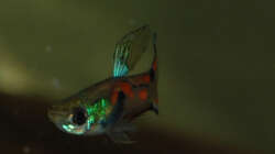 Besatz im Aquarium Kakadus