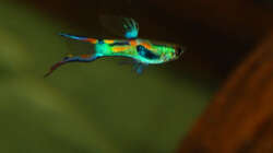 Besatz im Aquarium Kakadus