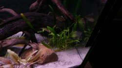 Dekoration im Aquarium Kakadus