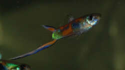 Besatz im Aquarium Kakadus