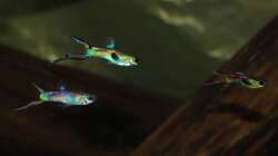 Besatz im Aquarium Kakadus