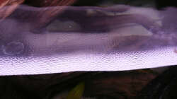 Technik im Aquarium Kakadus