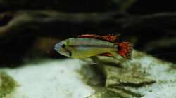 Besatz im Aquarium Kakadus