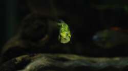 Besatz im Aquarium Kakadus