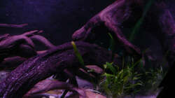 Pflanzen im Aquarium Kakadus