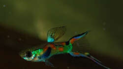 Besatz im Aquarium Kakadus