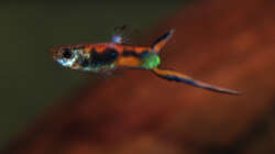 Besatz im Aquarium Kakadus