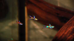 Besatz im Aquarium Kakadus