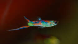 Besatz im Aquarium Kakadus