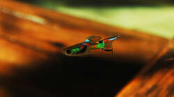 Besatz im Aquarium Kakadus