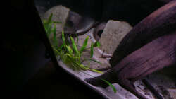 Dekoration im Aquarium Kakadus