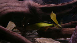 Dekoration im Aquarium Kakadus