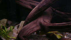 Dekoration im Aquarium Kakadus