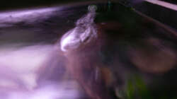 Technik im Aquarium Kakadus