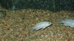 Labidochromis chisemulae