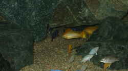 Besatz im Aquarium Becken 18425