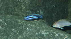 Melanochromis, auch als Winzling schon eine Augenweide