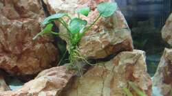 Anubia + kleine Valisneria Ableger im Sand 